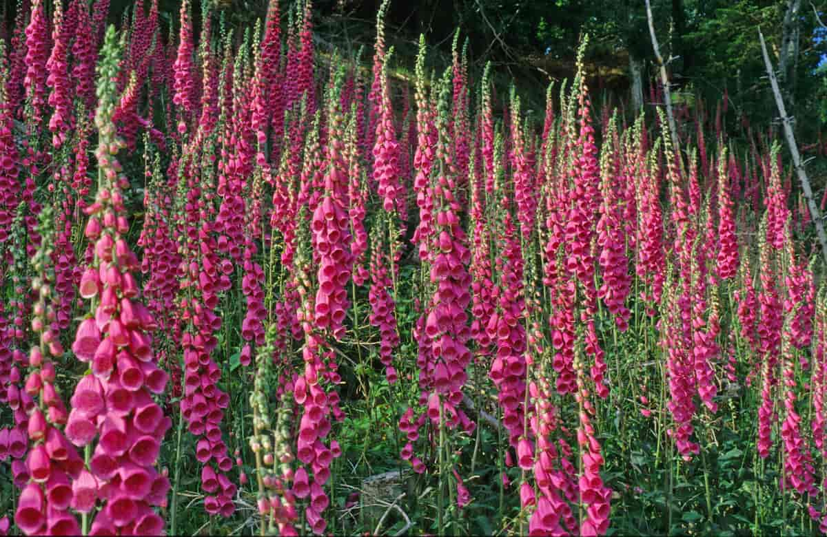 foxglove